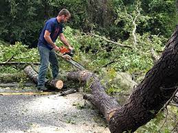 Best Tree Removal  in Borrego Springs, CA
