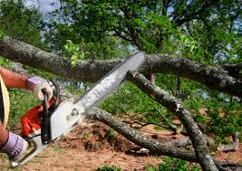 Best Lawn Renovation and Restoration  in Borrego Springs, CA