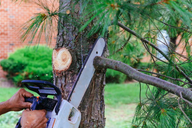 Best Arborist Consultation Services  in Borrego Springs, CA